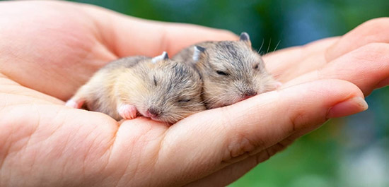 Bệnh cảm lạnh ở chuột hamster