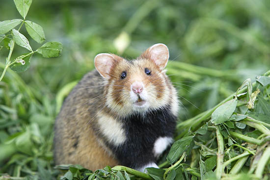 Cách chăm sóc cho chuột hamster