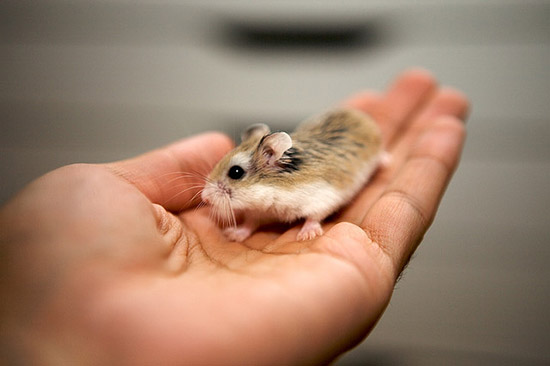 Cách xử lý khi chuột Hamster bị ngứa do nấm