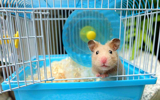 Chi phí mua lồng phù hợp cho chuột Hamster
