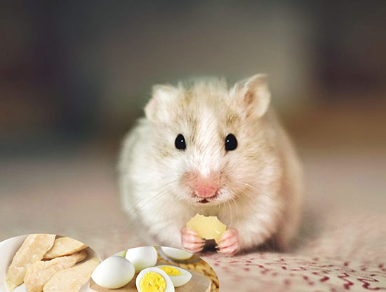 Cho chuột hamster ăn cần lưu ý gì ?