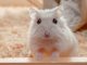 Chuột Hamster ăn gạo được không? ăn cơm được không?