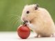 Giải Đáp Thắc Mắc Chuột Hamster Có Lây Bệnh Cho Người Không