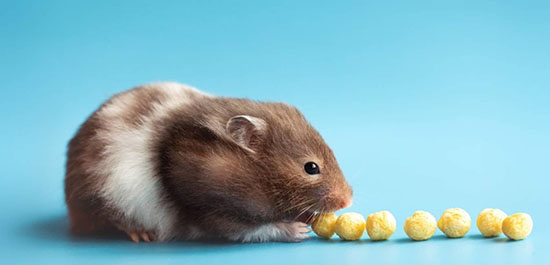 Chuột hamster nên ăn món gì?