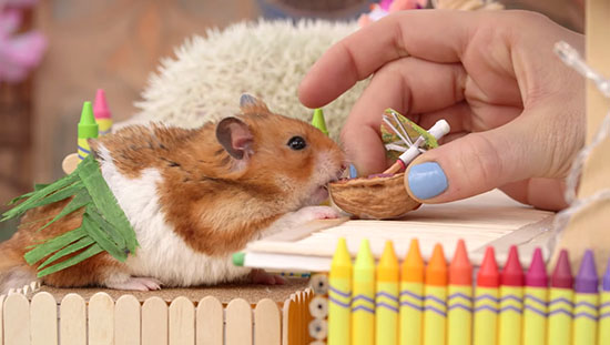 Chuột hamster nên ăn vào thời điểm nào?