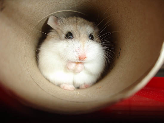 Chuột hamster robo bao nhiêu tiền