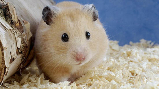Chuột Hamster sợ sự yên lặng