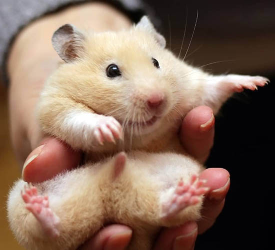 Chuột Hamster sống được bao lâu