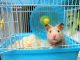 Chuột hamster sống ở nhiệt độ bao nhiêu để sinh trưởng tốt? 