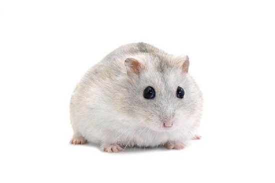 Những đặc điểm nổi trội của chuột Hamster Winter White