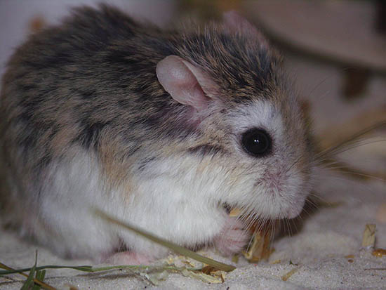 Đặc điểm của chuột hamster