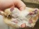Dấu hiệu chuột Hamster bị ướt bụng và nguyên nhân gây ra