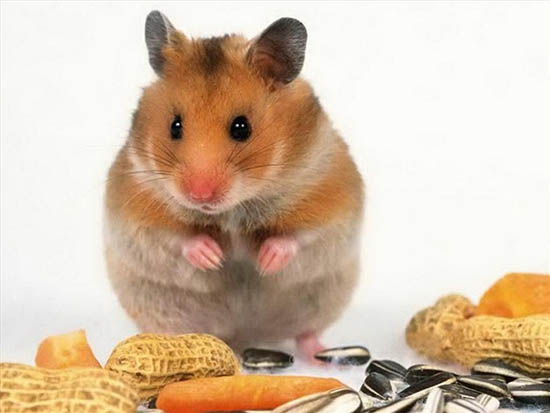 Đồ ăn vặt cho chuột hamster