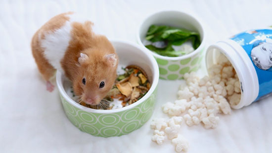 Chuột hamster bỏ ăn do thay đổi nhiệt độ