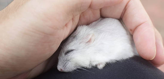 Hamster Winter White