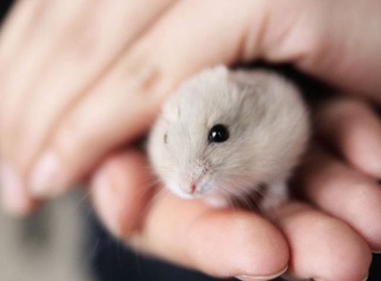 Giống chuột Hamster Trung Quốc