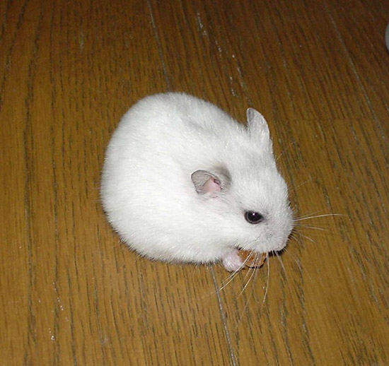 Các kinh nghiệm nuôi Hamster Winter White nhất định phải biết