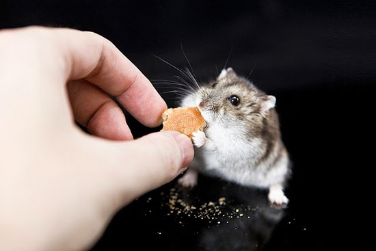 Những lợi ích và rủi ro khi cho chuột Hamster đi triệt sản