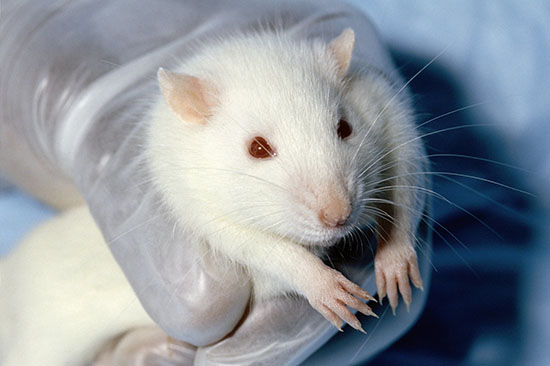 Chuột hamster bọ ngộ độc dẫn đến việc bỏ ăn