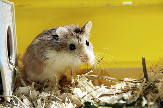 Những lưu ý quan trọng cần biết khi chuột Hamster bị ngứa