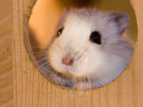 Tại sao chuột hamster cần có đồ chơi ?