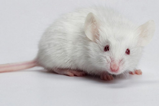 Chuột bạch là gì ? Những đặc điểm cơ bản về chuột bạch