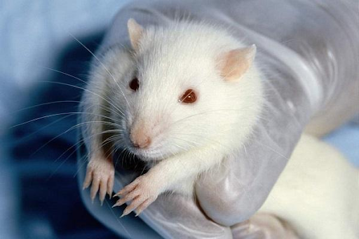 Tuổi thọ của chuột bạch là bao lâu?