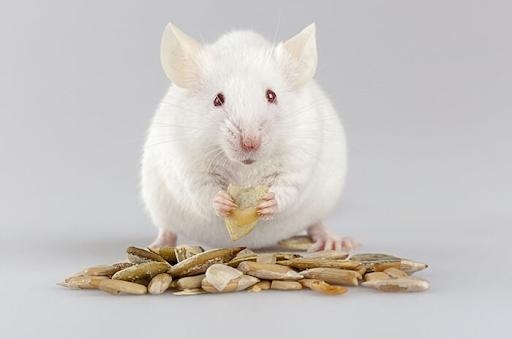 Nguồn gốc và đặc điểm của chuột bạch