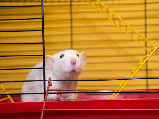 Hướng dẫn làm chuồng cho chuột bạch