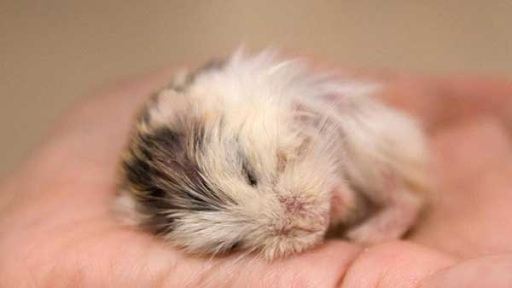 Những nguyên nhân làm cho chuột hamster bị nổi cục u
