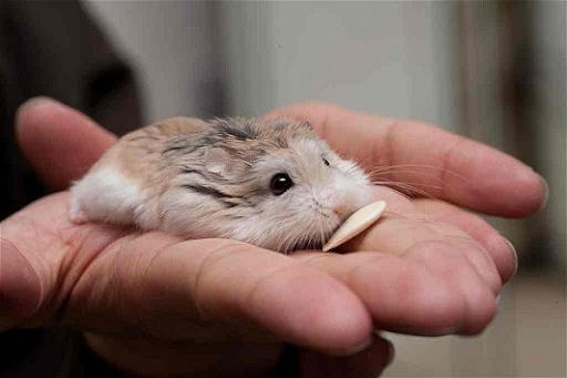 Những nguyên nhân khiến cho chuột hamster giật mình