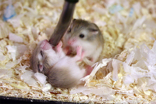 Sử dụng sữa công thức cho chuột con mới đẻ