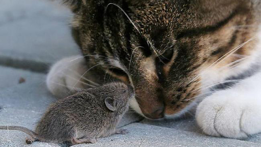 Mèo thích vồ chuột để ăn hay vờn?