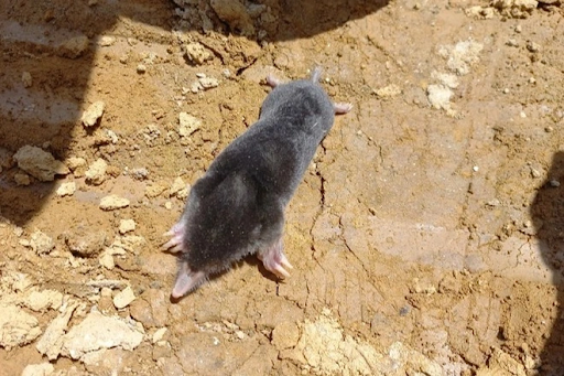Những con chuột chũi di chuyển như thế nào?