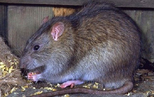 Chuột cống là chuột gì?