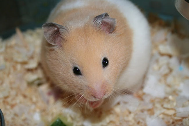 Cách chăm sóc chuột hamster bear