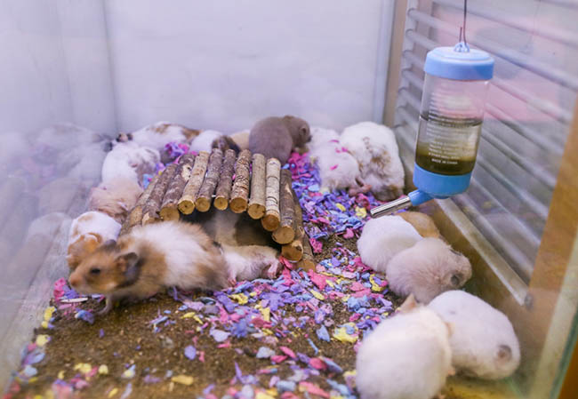 Tổng hợp địa chỉ bán chuột hamster giá 20k tại Hồ Chí Minh