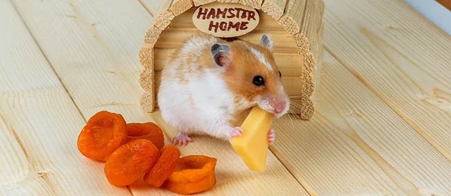 Lựa chọn nhà ngủ cho hamster