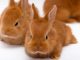Thỏ Cảnh Giá Bao Nhiêu Và Những Điều Lưu Ý Về Thỏ Cảnh