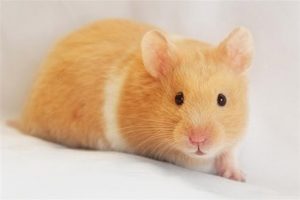 Chuột hamster bao nhiêu tiền một con?