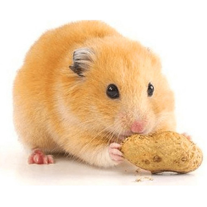 Giá các loại chuột hamster bao nhiêu?