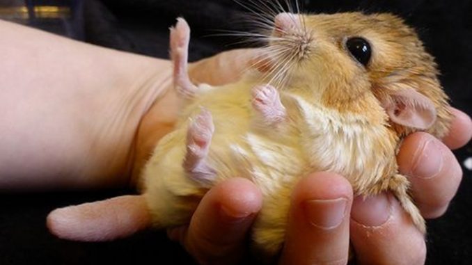 Hamster đuôi mập có dễ nuôi không