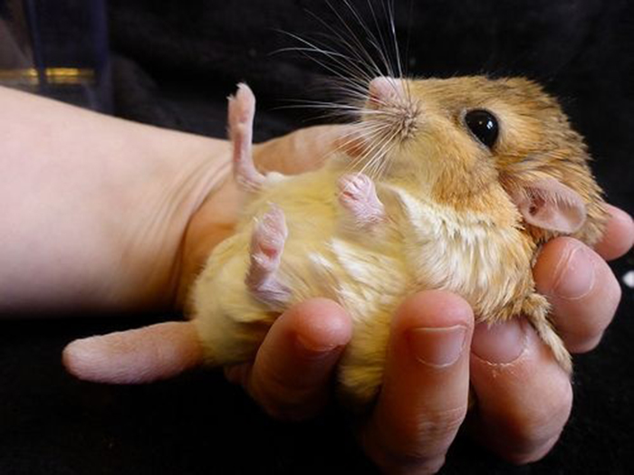 Hamster đuôi mập có dễ nuôi không