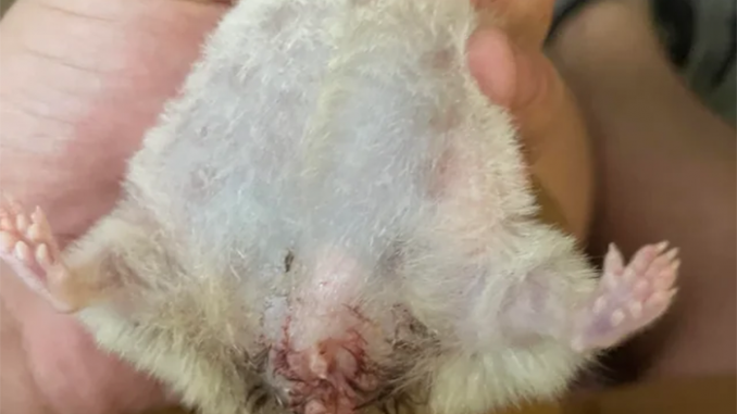 Nguyên nhân gây bệnh ướt đuôi ở chuột Hamster