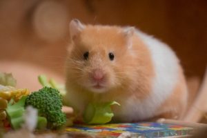 Nguyên nhân khiến hamster bị tiêu chảy và cách điều trị