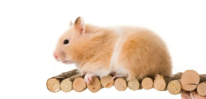 Yếu tố ảnh hưởng đến giá chuột hamster